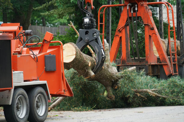 Best Tree Trimming and Pruning  in De Pue, IL