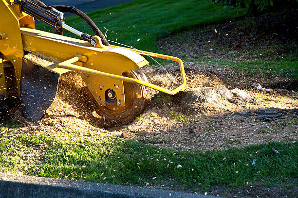 Best Lawn Disease Treatment  in De Pue, IL